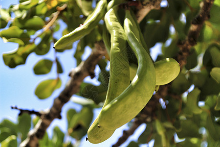 吊挂在西拉托尼亚硅树上的绿卡罗布果花园食物树叶水果荒野热带面包豆子植被刺槐图片