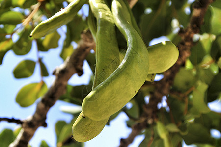 吊挂在西拉托尼亚硅树上的绿卡罗布果热带刺槐荒野农场种子食物硅藻面包巧克力水果图片