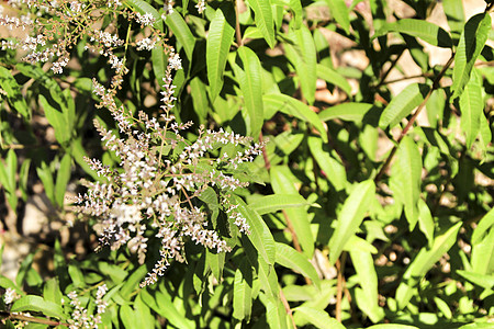 花园中的植物植物学柠檬草本植物日光叶子香茅衬套农村食物蜂刷图片