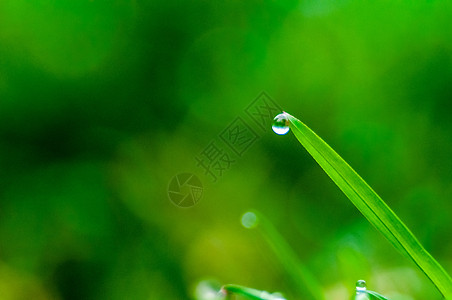 带露水的新鲜春草生长刀刃场地牧场农业宏观牧草雨滴水滴谷物图片