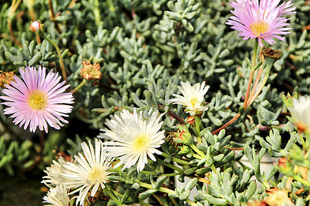 白太阳在前卫花园圆圈花瓣快乐晴天园艺紫色植物太阳花粉图片