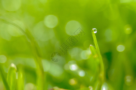 带露水的新鲜春草工具水滴牧草牧场区系农业场地谷物植物雨滴图片