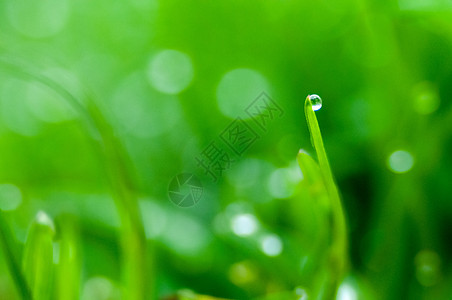 带露水的新鲜春草场地植物牧草区系刀刃水滴杂草草地工具农业图片