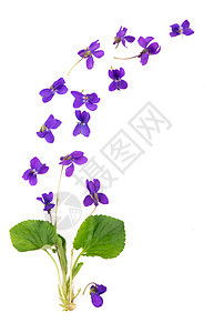 绿叶和鲜花 木紫罗兰维奥拉奥多拉塔 在白色背景中被孤立森林草本植物植物群叶子生物学紫色中提琴荒野花束花园图片