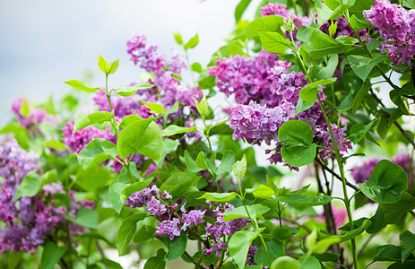 丁香花开 一束美丽的丁香花特写 丁香开花 丁香布什绽放 花园里的丁香花花瓣活力园艺花期紫色生长灌木丛粉色花束衬套图片