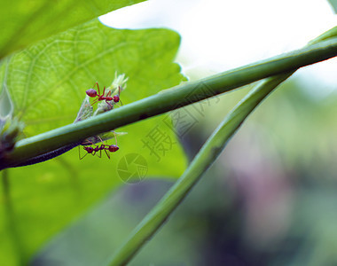 红蚁在绿色树枝上寻找食物工作蚂蚁工人害虫天线动物群艺术森林力量动物图片