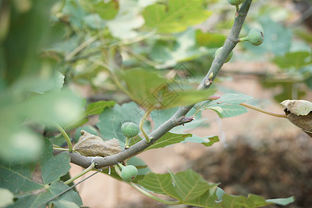 农场种植的果果树热带植物花园农业生长水果果园培育生产叶子图片