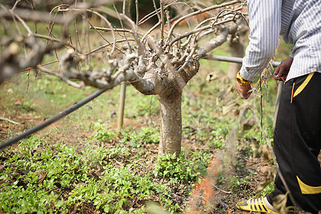 农场种植的木莓植物树食物生产农业培育果园热带花园生长水果叶子图片