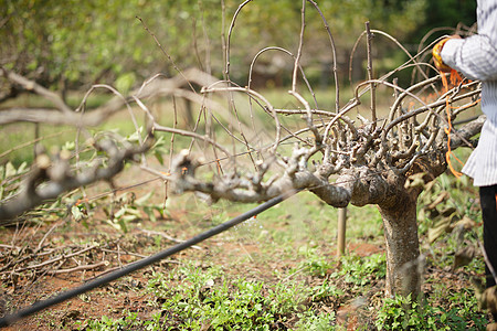 农场种植的木莓植物树生产花园果园叶子食物热带生长农业水果培育图片