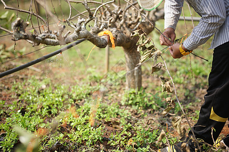 农场种植的木莓植物树热带食物叶子果园农业培育花园水果生长生产图片