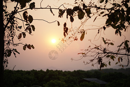 日出日落阳光 有树叶的森林周光图片