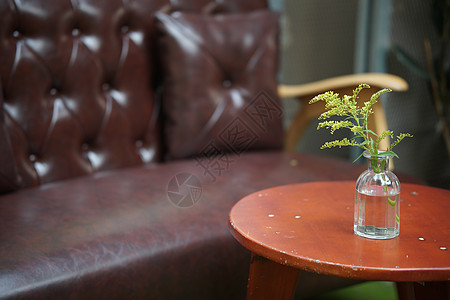 在咖啡馆装饰锅炉的绿植物叶叶子花盆绿色玻璃房间树叶盆栽装潢风格生长图片