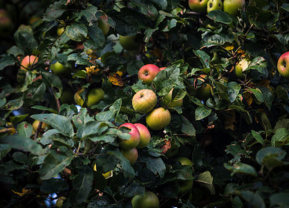 有苹果的苹果树季节性食物农村叶子农业收成红色农场植物生长图片