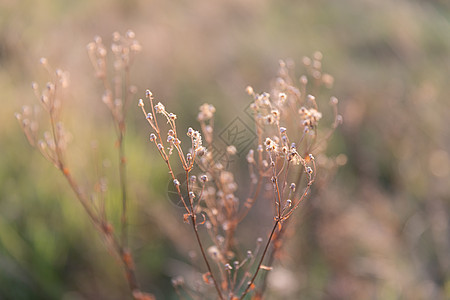 阳光下有野草的景象草原乡村羽毛草季节性主题日落植物风景草地季节图片