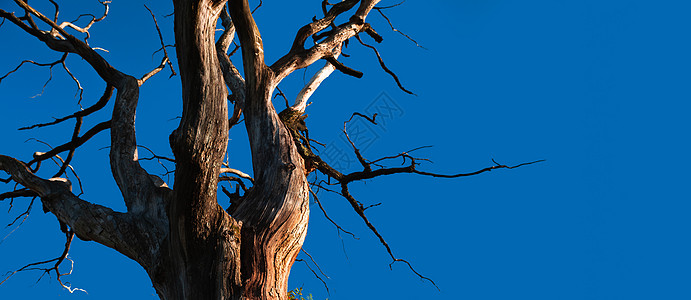 干树对蓝天木头植物分支机构蓝色植物群天空孤独生态森林环境图片