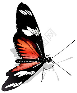 邮后蝴蝶环境漏洞优美脊椎动物生物学景点昆虫鳞翅目异国野生动物图片