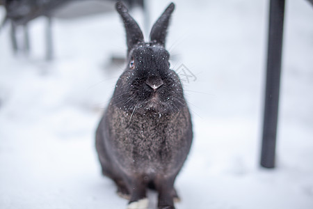 美丽 在公园冬天的黑兔子毛茸茸动物荒野宠物野兔家庭俘虏生活自由野生动物哺乳动物图片