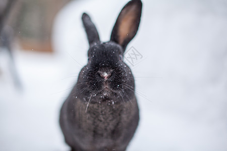 美丽 在公园冬天的黑兔子毛茸茸动物陷阱宠物眼睛家庭毛皮野兔哺乳动物荒野野生动物图片