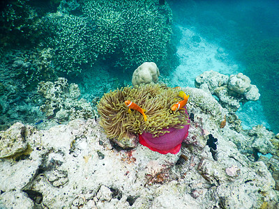 小丑鱼和海葵海洋生活野生动物珊瑚潜水蓝色热带红色浮潜动物图片