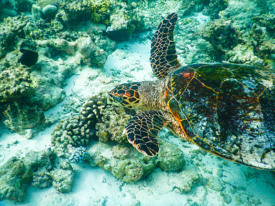 海龟和浮游生物野生动物海洋潜水濒危动物游泳假期乌龟生活海洋生物图片