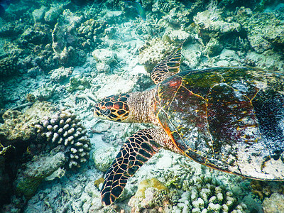 海龟和浮游生物潜水环境海洋生物濒危乌龟生活假期蓝色海洋动物图片