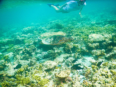 海龟和浮游生物游泳动物绿色潜水假期野生动物乌龟海洋爬虫濒危图片