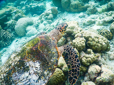 海龟和浮游生物珊瑚濒危爬虫野生动物环境动物海洋生物蓝色游泳乌龟图片