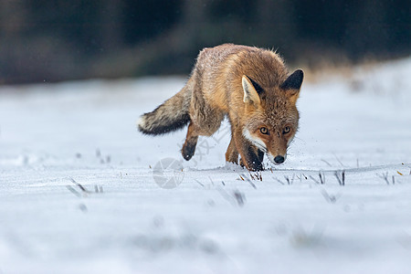 红狐狸正在雪中追赶图片