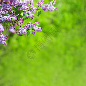 粉红紫花植物季节衬套植物群紫色蓝色花瓣粉色叶子花园图片