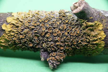 紧闭的一棵树上的地衣寄生生物学枝条植被植物群生态枯枝森林棕色背景图片