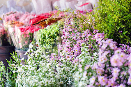 市场上花朵繁花盛市植物群雏菊叶子植物粉色紫色园艺美丽花园礼物图片
