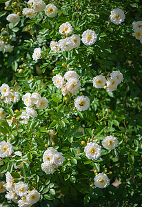 在花园的春天 美丽的攀登花朵墙纸热情公园植物学花瓣园艺花束礼物树叶玫瑰丛图片