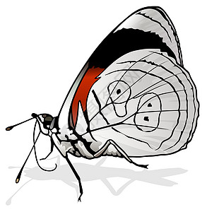 八十八只蝴蝶野生动物景点脊椎动物昆虫优美宏观花园动物翅膀插图图片