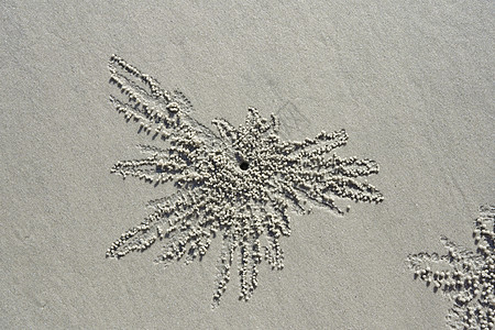 一只螃蟹在退潮时在沙滩上的沙子上挖了一个洞图片