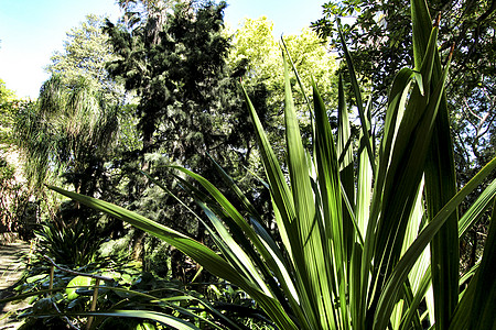 在花园的标本百合公园草本植物林地阳光植物学森林植物旅行花序图片