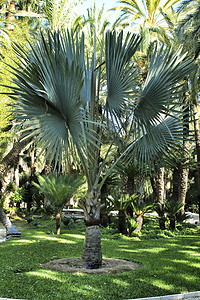 前卫的棕榈树美丽情调园艺异国棕榈树叶公园森林叶子阳光图片