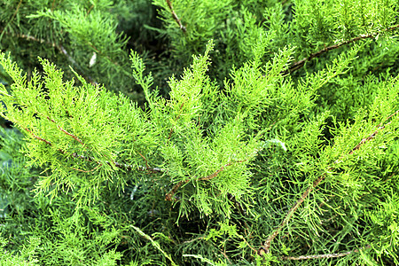 前卫的杜松植物木头园艺蕨类生长植物群草本植物叶子衬套植物学杂交种图片