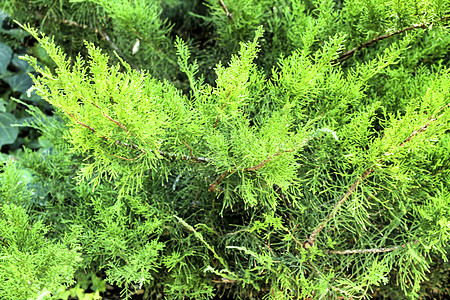 前卫的杜松植物植物学花园公园灌木蕨类植物群杂交种松树家庭森林图片