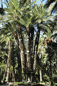 8棵棕榈树园艺植物群植物叶子衬套树林八臂太阳观光花园背景图片