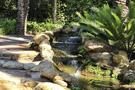 Elche植物园的绿植被 绿色植被分支机构公园小路园艺园林植物衬套木头草地棕榈图片