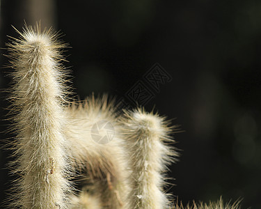 花园中的克利斯特劳斯地球仙人掌植物情调异国尖刺园艺植物学植物群生长沙漠脊柱气候图片