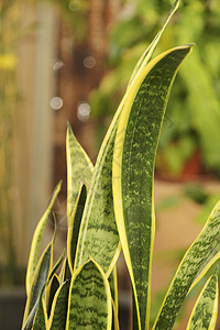 前卫的虎尾兰植物交叉带异国树叶温室生长叶子培育情调毒蛇热带图片