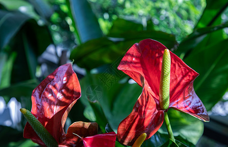是花园中的红心形花朵塔洛花 佛明戈花 拉塞拉夫花情调热带异国植物群尾花环境叶子装饰品生长衬套图片