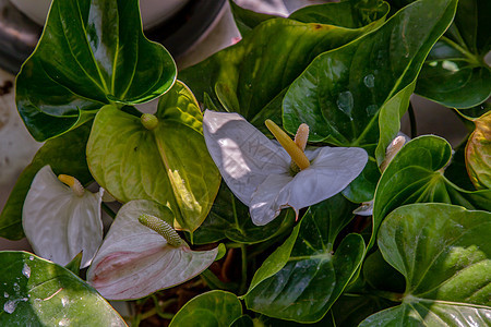 是花园中的白心形花朵塔洛花 佛明戈花 拉塞拉夫花热带植物群生长衬套情调花瓣环境生态异国植物图片
