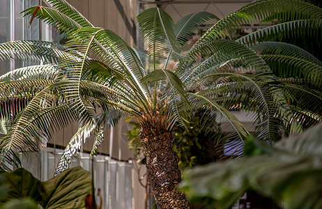 苏铁在靠近窗户的花盆里 有阳光 在亲自然的室内风格中放松时光家具环境城市时刻建筑热情土星植物热带棕榈图片