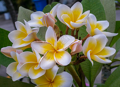 一群绿色叶子背景的白色黄色黄羽毛花Lelawadee热带花瓣优美花园温泉情调植物群生长植物异国图片