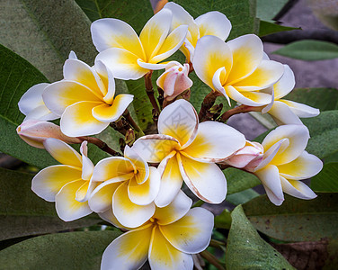 一群绿色叶子背景的白色黄色黄羽毛花Lelawadee异国脆弱性气味生长热带植物学花瓣温泉植物优美图片