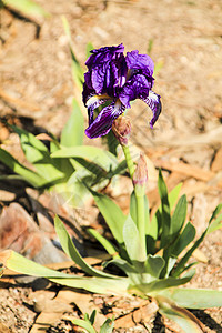 深紫花植物学草本植物植物群胡子紫色野花晴天花坛花园芳香图片
