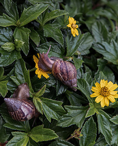 两只深黑的蜗牛 棕色条纹贝壳爬过绿树丛贝类生长野生动物植物群运动行动螺旋鼻涕虫生物学荒野图片