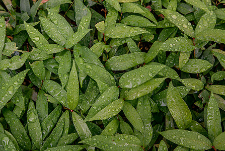 雨后石楠红叶石楠上的水滴植物季节下雨凤梨园艺环境绿色植物叶子灌木花瓣图片